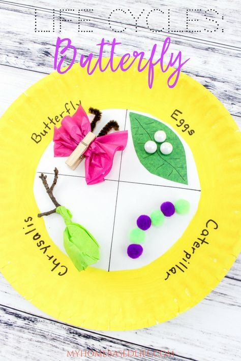 The Life Cycle of a Butterfly! The perfect art and craft project for preschool and kindergarten kids. #lifecycle #butterfly Butterfly Life Cycle Preschool, Project For Preschool, Butterfly Crafts Preschool, Life Cycles Preschool, Butterfly Lessons, Life Cycle Of A Butterfly, Cycle Of A Butterfly, Life Cycle Craft, Butterflies Activities