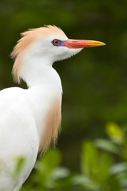 Cattle Egret in Breeding Plumage | Jeff Milsteen | Flickr Familiar Animal, Drawing Wings, Cattle Egret, Bird Lamp, God Creation, Australia Animals, Great Blue Heron, Eastern Cape, Shorebirds