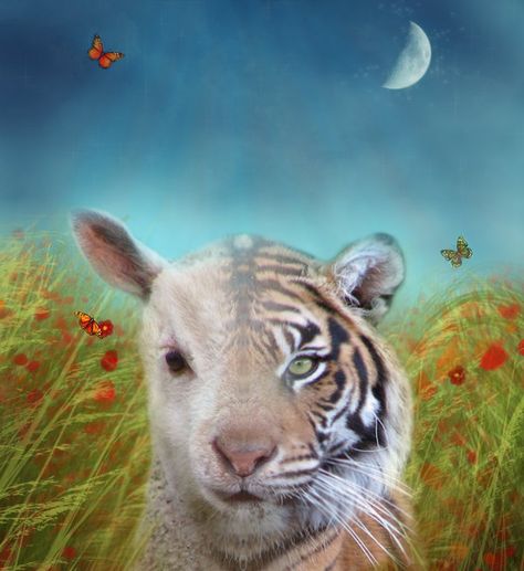 Michael B thinks that this symbolizes how even though the lamb and the tiger are so different, they are both created by the being. The Tyger William Blake, Tyger Tyger, Songs Of Innocence, Fierce Tiger, Beautiful Field, Rhyme Scheme, Poetry Foundation, British Literature, English Poets