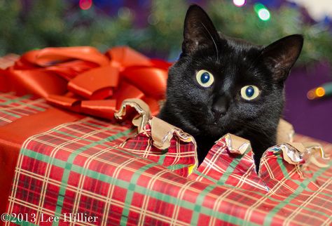 Surprise!!  For  more Christmas Cats, visit https://www.facebook.com/funholidaycats Animal Christmas Cards Photo Ideas, Cat Christmas Picture Ideas, Cat Christmas Cards Photo, Christmas Card Photo Ideas With Cat, Dog And Cat Christmas Pictures, Christmas Cat Photography, Christmas Photoshoot With Cat, Christmas Photo With Cat, Christmas Photos With Cats