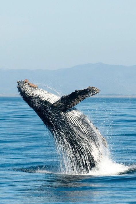 Monterey Bay Aesthetic, Monterey Aesthetic, Sister Vacation, Whale Photo, Traveling America, Ovation Of The Seas, Monterey Bay California, Cruise To Alaska, 2025 Moodboard