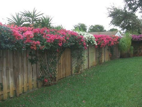 Bouganvilla on fence for privacy,  I will def get 1 or 2 next spring 💕🌿 Vegetable Garden Trellis Ideas, Bougainvillea Trellis, Garden Trellis Ideas, Fence Plants, Green Fence, Natural Fence, Trellis Ideas, Cheap Fence, Front Yard Fence