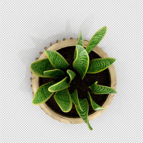 Plant Top View Png, Plants For Photoshop, Tree Plan Photoshop, Plant Top View, Top View Furniture, Photoshop Furniture, Trees Top View, Materials Board Interior Design, Corporate Interior Design