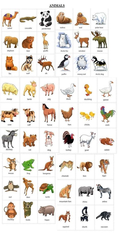 Masculine And Feminine Gender Of Animals – Male And Female Animals English Vocabulary List, Animals Name In English, Learning English For Kids, English Worksheets For Kids, English Vocab, Kids English, Animal Poster, English For Kids, English Classroom