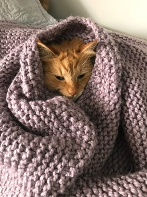 cute cat Wrapped Up In A Blanket Aesthetic, Wrapped In Blanket Drawing Reference, Cats In Blankets, Cat Wrapped In Blanket, Wrapped In Blanket Drawing, Blanket Drawing Reference, Cat With Blanket, Cat Under Blanket, Cat In A Blanket