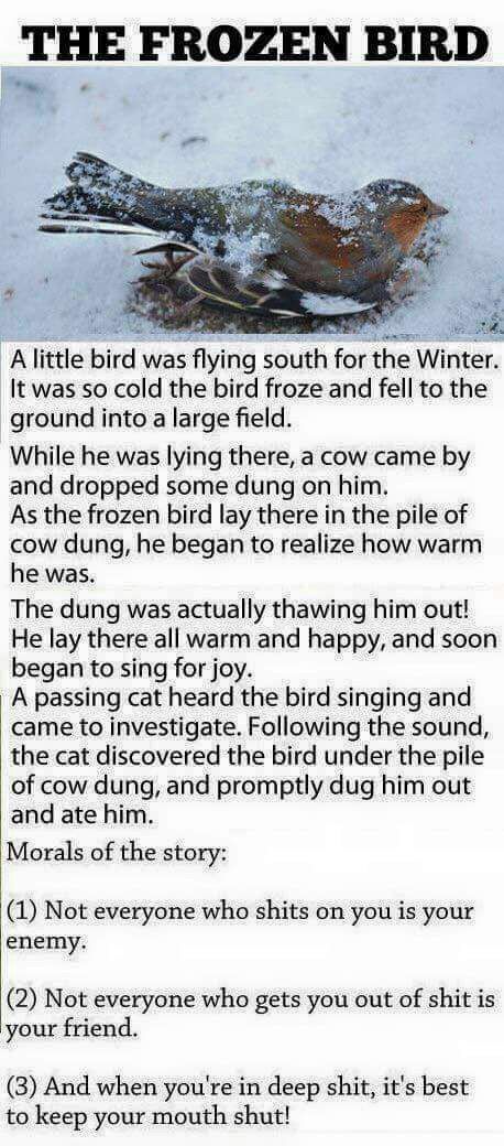 Moral of the story .. a bird .. a cow .. a cat .. .. life lessons! Good Moral Stories, Stories With Moral Lessons, Morals Quotes, Short Moral Stories, English Stories For Kids, Inspirational Short Stories, English Short Stories, Moral Stories For Kids, Bird Quotes