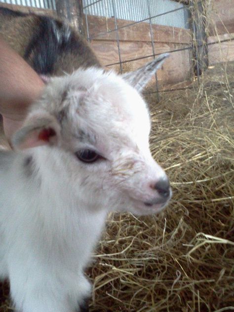 Hazel, our Nigerian Dwarf goat Miniature Goats, Pygmy Goats, Mini Goats, Goats And Sheep, Pygmy Goat, Adorable Creatures, Goat Lover, Cute Goats, Dream Farm