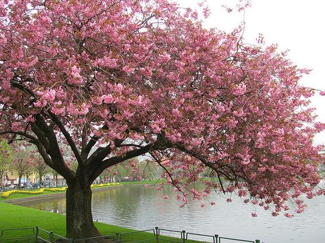 Japanese Cherry Tree. | Flickr - Photo Sharing! Japanese Cherry Tree, Cherry Blossom Wallpaper, Sakura Tree, Japanese Cherry Blossom, Cherry Blossom Tree, Photo Tree, Blossom Trees, Cherry Tree, Beautiful Tree