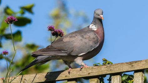 Get Rid Of Pigeons, Pigeon Deterrent, Best Pressure Washer, Bird Repellents, Bird Netting, Prayer For Protection, Diy Home Cleaning, Birds Nest, Reflective Material