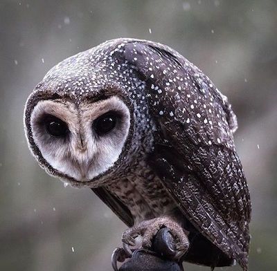 Sooty Owl, Scary Owl, Barn Owls, Eyes Wide Open, North Country, Owl Pictures, Beautiful Owl, Random Aesthetic, Heart Face Shape