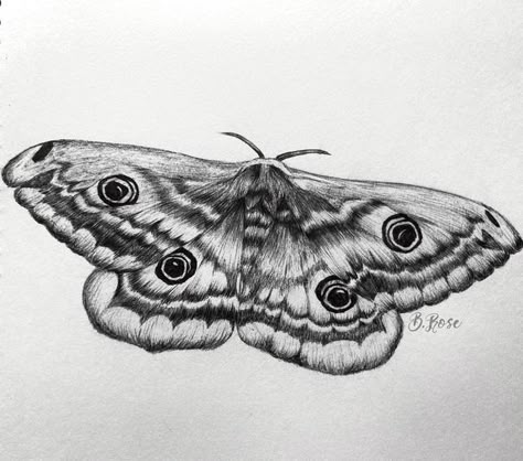 Detailed Moth Drawing, Realistic Moth Tattoo Design, Moth Sketch Tattoo, Fuzzy Moth Drawing, Realism Moth Tattoo, Moth Tattoo Realistic, Moth Sketches, Realism Flash, Moth Sketch