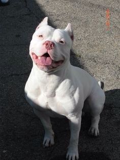 This could be a dogo Argentina but he looked more like a pit in the face. All White Pitbull, Cute Pitbulls, White Pitbull, Bully Dogs, Bully Breeds Dogs, Nanny Dog, Red Nose Pitbull, Big Mama, American Pitbull