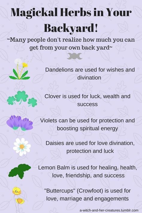 Lotus Embryo Magical Properties, Hygge Witch, Herbs Properties, Herbal Witch, Witchy Garden, Witch Names, Witchcraft Herbs, Herbal Education, Magickal Herbs