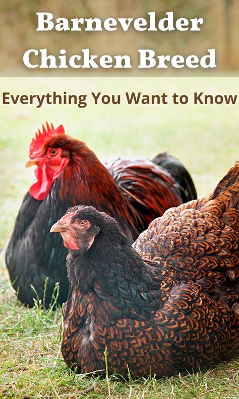 Barnvelder Chickens Eggs, Barnevelder Chicken Egg Color, Heritage Breed Chickens, Chicken Breeds With Pictures, Polish Chickens Breed, Barnevelder Chicken, Chicken Breeds Chart, Rare Chicken Breeds, Chicken Egg Colors