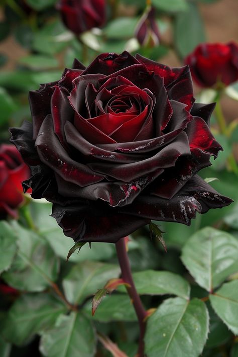 The Black Magic Rose is an enchanting flower, admired for its deep, velvety red-to-black petals. It brings an air of mystery and romance to any bouquet or garden setting.  Light: Full sun to partial shade. Water: Regular watering, keep soil evenly moist. Soil: Well-drained, fertile soil. Temperature: 60-75°F (15-24°C). Humidity: Moderate. Fertilizer: Rose-specific fertilizer, every 4-6 weeks.Perfect for creating dramatic floral arrangements, this rose is a favorite among enthusiasts.  #BlackMagicRose #Roses #FlowerMagic #GardenArt Black Magic Roses, Magic Rose, Blue Roses Wallpaper, Black And Red Roses, Black Rose Flower, Rose Flower Pictures, Plant Fungus, Rose Flower Wallpaper, Red Petals