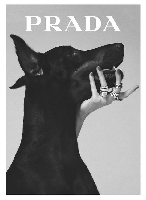 Prada Poster, Fashion Wall Art Printables, Plakat Design Inspiration, Printable Wall Collage, Prada Marfa, Prada Fashion, Dog Poster, Picture Collage Wall, Fashion Wall Art