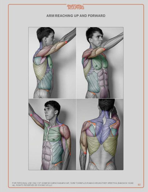 Anatomy For Sculptors, 남성 근육, Human Anatomy Reference, Human Anatomy For Artists, Man Anatomy, Anatomy Sculpture, Anatomy Tutorial, Human Anatomy Drawing, Human Figure Drawing