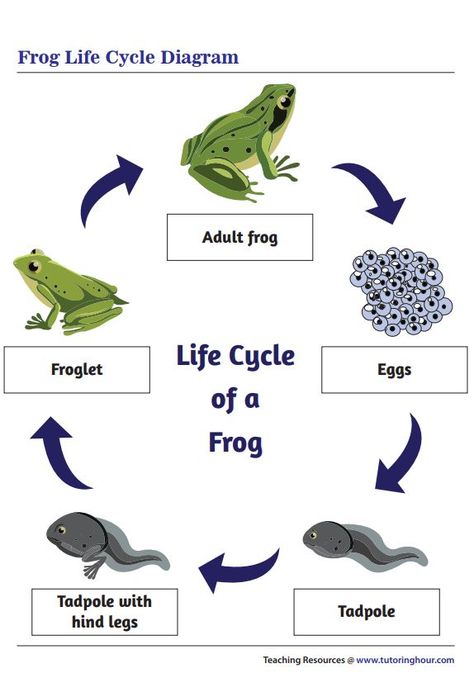 Printable Frog Life Cycle Diagram Frog Life Cycle Printable, Frog Life Cycle Activities, Modern Kids Toys, Frog Life Cycle, Cycle For Kids, Preschool Family, Animal Life Cycles, Life Cycles Activities, Lifecycle Of A Frog