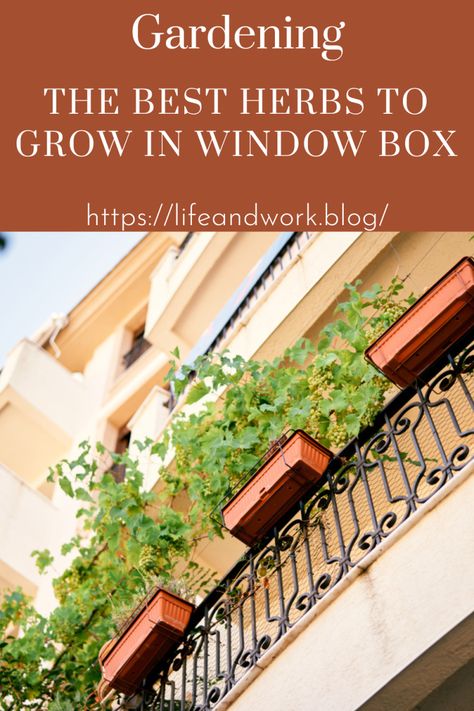 Garden And Yard - Here are some great herbs that you can grow in a window box. Herb Window Boxes, Window Box Herb Garden, Plants For Small Spaces, Gardening In Florida, Best Herbs To Grow, Easy Herbs To Grow, Window Box Garden, Outdoor Herb Garden, Sweet Woodruff