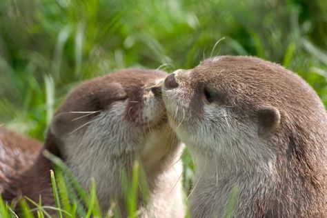 7pQhtGx Otters, Kiss, Plants, Animals