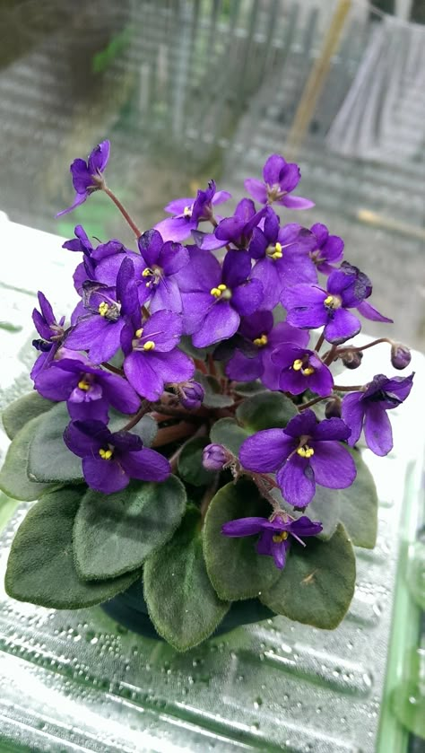 Bouquet Of Violets, Purple Flowers Garden, Domestic Goddess, African Violet, I Love Flowers, Roses Are Red, Violet Flower, Month Flowers, Birth Month Flowers