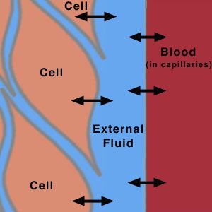 Fluid balance in the body Extracellular Fluid, Nursing School Motivation, Health Images, Fluid And Electrolytes, Kangen Water, Body Fluid, Nursing Tips, General Knowledge Facts, Critical Care