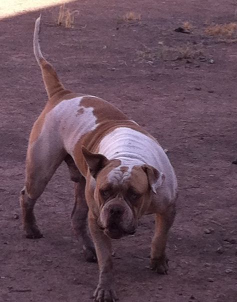 Fluffy the junkyard dog. Junkyard Dog, Dog Pin, Favorite Animal, Animal Pics, Rio Grande, Pin Collection, Animal Pictures, Arizona, Dogs