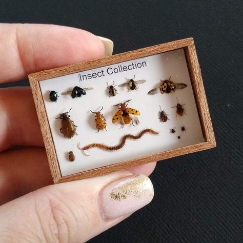 Insect Collection Display, Insect Room Decor, Pinned Bug Display, Unique Taxidermy, Curiosities Cabinet, Insect Box, Taxidermy Display, Insect Taxidermy, Bug Collection