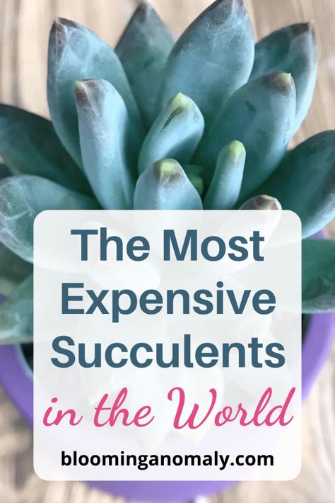 The Most Expensive Succulents in the World Different Succulents Plants, Identifying Succulents, Variegated Succulents, Dessert Landscape, Dessert Landscaping, Cool Succulents, Gardening Design Ideas, Lithops Succulents, Succulent Names