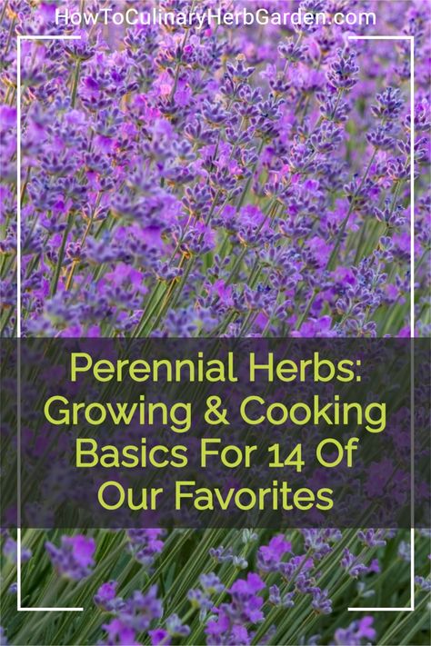 We’ve selected fourteen of our favorite perennial herbs 🌿 and given you a basic rundown of each in terms of growing habits and use in the kitchen.👩🏻‍🍳 | #herbs #herbgarden #gardening #cookingwithherbs #gardenherbs #growyourown /// growing herbs /// flowering herbs /// planting herbs together Planting Herbs Together, Culinary Herb Garden, Flowering Herbs, Herbs Growing, Summer Savory, Laurus Nobilis, Harvesting Herbs, Plant Clips, Witch Garden