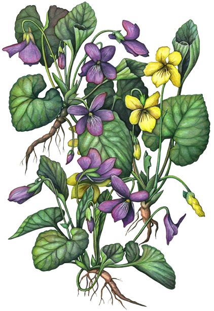 Violet Illustration, Violet Plants, Violets Flowers, Violet Tattoo, Background Border, Violet Plant, Yellow Violet, Flowers Drawing, Drawing Faces