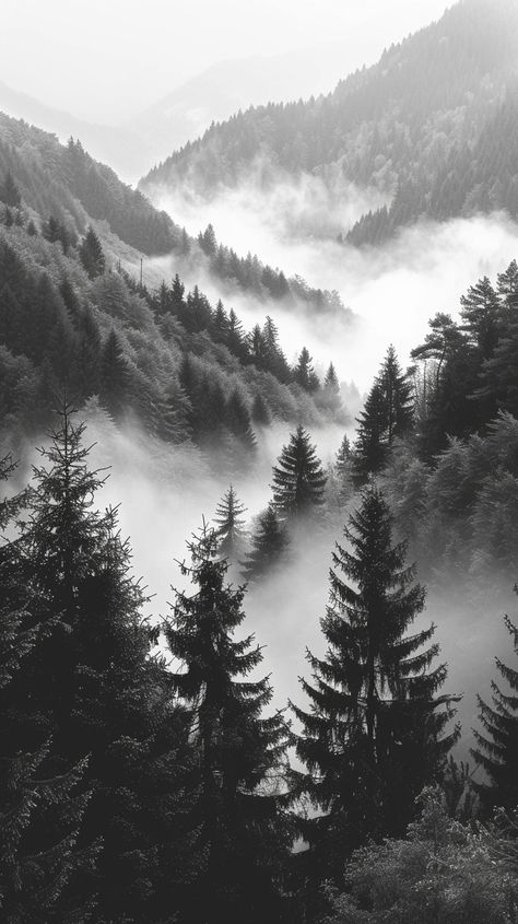 Image Black And White Photography Nature, Inspirational Digital Art, Dark Forest Aesthetic, Forest Tattoos, Beautiful Wallpapers For Iphone, Scenery Photography, Nature Mountains, Black And White Photograph, Black And White Tree