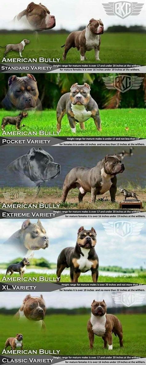 American Bully Classic, Dog Chart, Pitbull Dog Puppy, Big Dogs Breeds, Biggest Dog In The World, American Bulldog Puppies, Pitbull Boxer, Puppies Pitbull, Biggest Dog