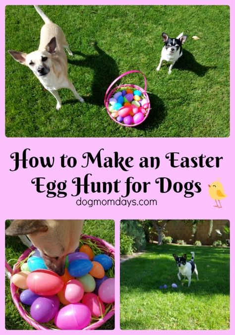 how to make an Easter egg hunt for dogs Dog Easter Egg Hunt, Easter Dog Treats, Easter Dogs, Dog Easter Basket, Dog Events, Dog Easter, Hunting Ideas, Diy Dog Toys, Doggy Daycare