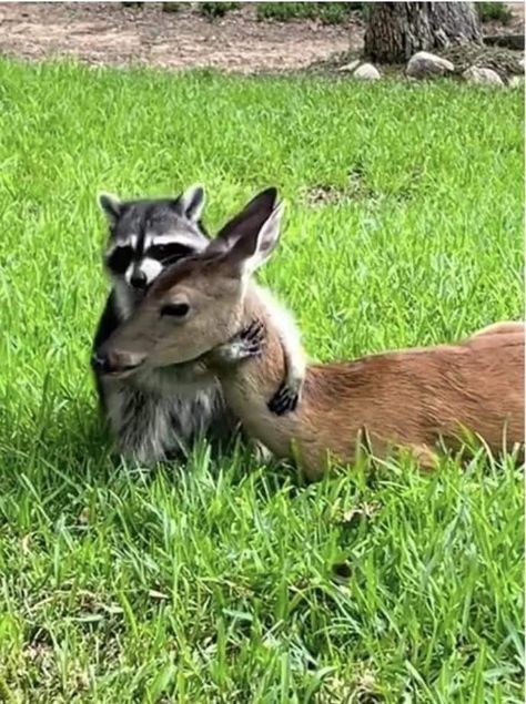 Cute Animal Friends, Unlikely Animal Friends, Random Animals, Animal Friendships, Boar Hunting, Different Species, Friends Funny Moments, Raccoon Funny, Animals Friendship