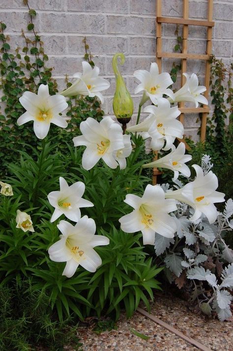 Easter has come and gone, but my lilies are in full bloom. Lily Flowers Garden, Easter Lilies, Easter Lilies Flower, Easter Lilly, Easter Lily Care, White Lily Flower Aesthetic, Lilly Garden, White Lily Flower, E Flowers