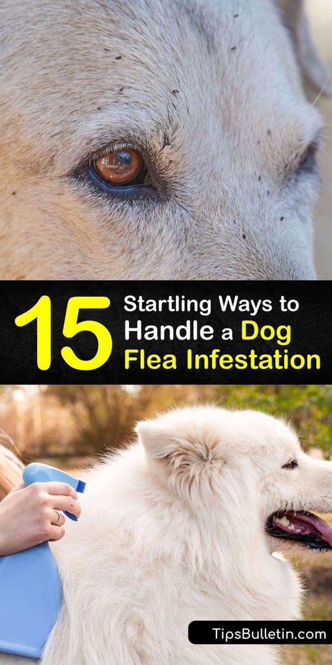 Get rid of fleas, flea larvae, flea eggs, and flea dirt to avoid flea bites. Use flea medication or DIY natural methods like neem oil to achieve flea control and remove the dog flea and cat flea from your pet to avoid a painful flea bite. #flea #infestation #dogs Diy Get Rid Of Fleas On Dog, Dog Flea Remedies Diy, How To Get Rid Of Fleas On Dogs Naturally, Flees On Dogs How To Get Rid Of, Flee Spray Diy, Diy Dog Flea Spray, How To Keep Fleas Off Dogs, How To Get Fleas Off Dogs, What Kills Fleas On Dogs