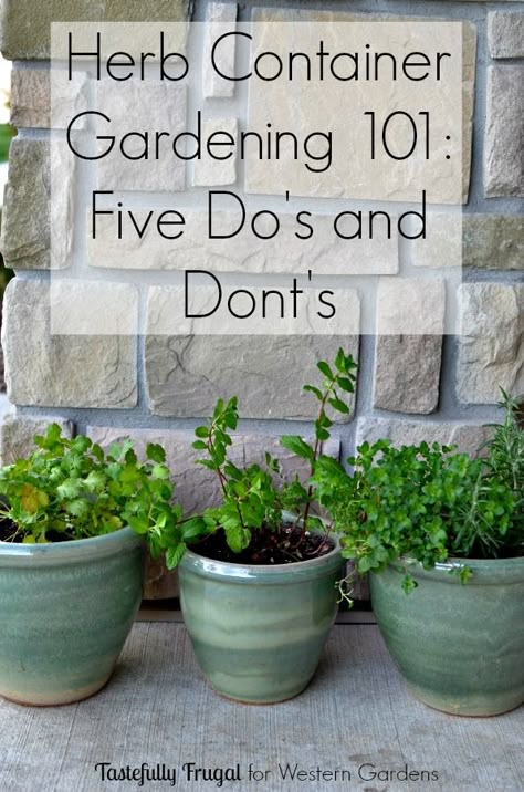 Want to start an herb garden? Here are 5 Dos and Don'ts to help get you started! Western Garden, Herb Container, Container Herb Garden, Gardening Herbs, Herb Containers, Garden Centers, Herbs Garden, Herb Gardens, Herb Gardening