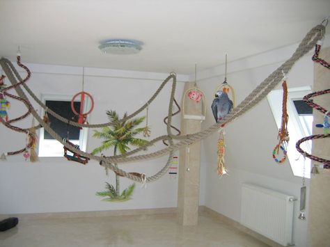 Parrot Room, Bird Room Ideas, Parrot Ideas, Bird Play Gym, Parrot Cages, Diy Bird Cage, Play Wall, Bird Room, Diy Bird Toys