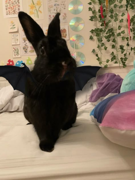 Bunny Ideas, Bunny Care, Cute Bunny Pictures, Black Bunny, Black Rabbit, Pet Bunny, Bunny Pictures, Cute Bunnies, Pet Rabbit