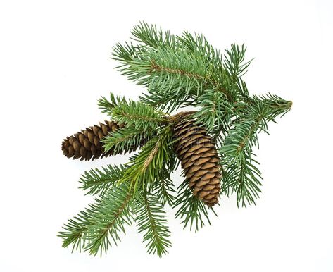 X'mas Card, Spruce Tree, Winter Images, Parts Of A Plant, Pine Branch, Fir Tree, White Stock, Photo Images, Tree Branch