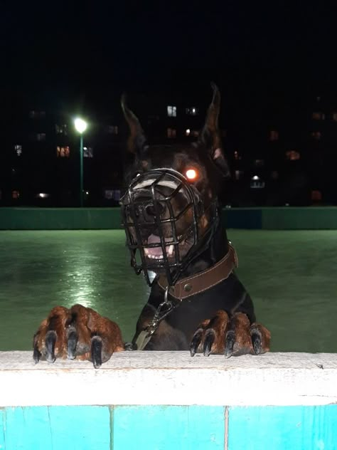 Starflesh Core, Doberman Dog, Scary Dogs, Bad Dog, Doberman Pinscher, Doberman, A Dog, Log In, Instagram Profile