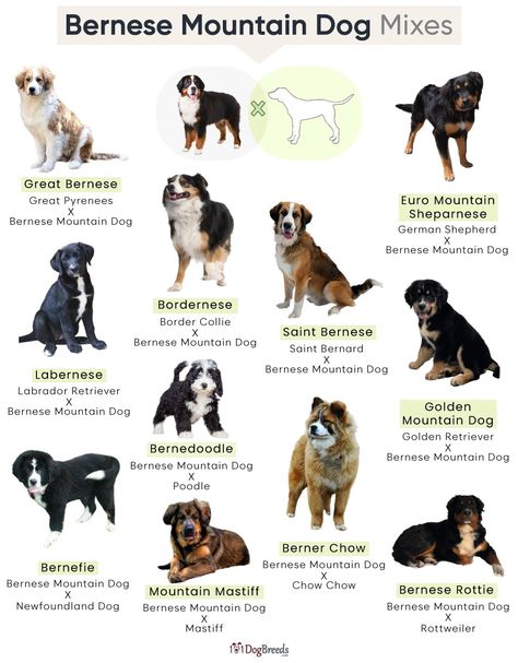 List of Popular Bernese Mountain Dog Mixes With Pictures Border Collie Bernese Mountain Dog, Cute Mixed Dog Breeds, Bernese Mix Dogs, Mini Bernese Mountain Dog Full Grown, Bernese Mountain Dog Aesthetic, Mix Dog Breeds, Mini Bernese Mountain Dog, Cute Dogs Aesthetic, Best Big Dog Breeds