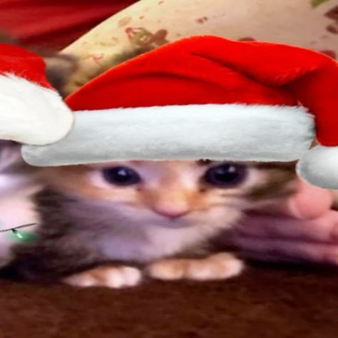 Cute Christmas Matching Pfp, Christmas Pfp Matching, Christmas Profile, Christmas Profile Pictures, Ugly Cat, Christmas Pfp, Cat Profile, Cats Christmas, Cute Headers For Twitter