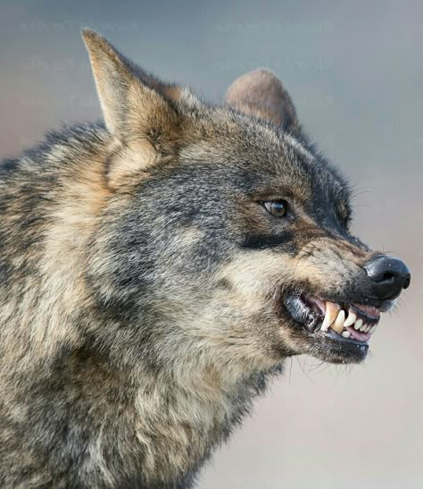 Wolf Reference, Snarling Wolf, Wolf Poses, Angry Wolf, Gorgeous Animals, Angry Animals, Wolf Images, Wolf Photography, Wolf Photos