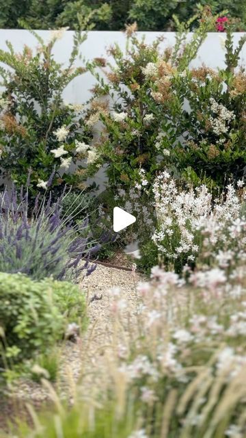 Garden Studio | Southern California Landscape Design on Instagram: "June gloom 🤝🏽 full bloom  This tranquil courtyard garden is putting on a spectacular show, thanks to the morning cloud cover typical of Southern California this time of year. The plants thrive in the respite from the afternoon heat, allowing their blooms to flourish!  Now if only Instagram had a scratch & sniff feature…🌸🌼🪻  Floral beauty, garden inspiration, Southern California landscape design, California gardens, courtyard design, limestone water feature #southerncalifornialandscapedesign #californialandscapedesign #landscapedesign #LandscapeArchitecture #homerenovation #exteriordesign" California Backyard Landscaping, California Front Yard Landscaping Ideas, Southern California Landscaping, California Landscape Design, California Landscaping, California Lilac, June Gloom, Organic Modern Home, California Backyard