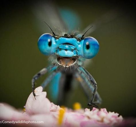 Comedy Wildlife Photography, Dragonfly Photos, Insect Photography, Clouded Leopard, Damselflies, Dragonfly Art, Beautiful Bugs, Close Up Photography, Dragon Fly