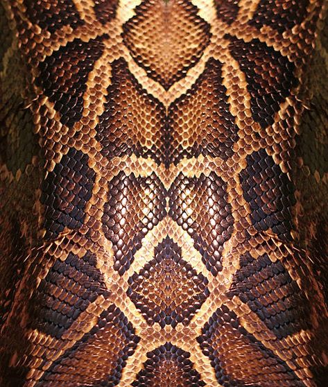 Scale Skin, Snake Scales, Illustration Journal, Composition Painting, Boa Constrictor, Mask Painting, Reptile Skin, Snake Skin Pattern, Fibre And Fabric