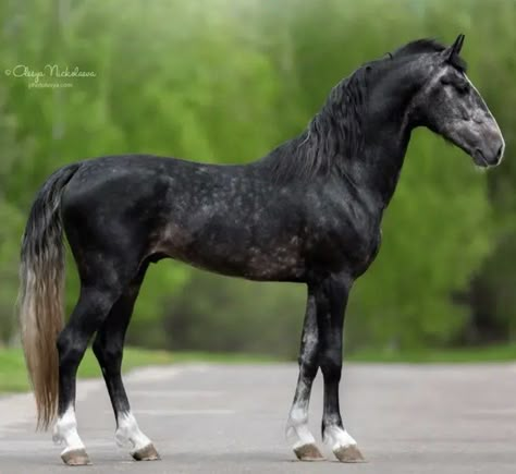 Dapple Grey Horse, Orlov Trotter, Dapple Grey Horses, Equine Anatomy, Standing Horse, Horse Markings, Poses Standing, Animal Studies, Horse Reference