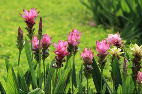 Curcuma Plant Care | Plantly Curcuma Plant Care, Curcuma Plant, Summer Blooming Flowers, Turmeric Plant, Herb Garden In Kitchen, Grand Isle, Ginger Flower, Flower Gardens, Flower Care